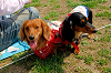 picnic_land_A-0199_thumb.png