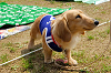 picnic_land_A-0203_thumb.png