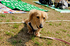 picnic_land_A-0207_thumb.png