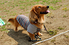 picnic_land_A-0210_thumb.png