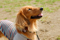 picnic_land_A-0211.jpg