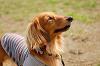 picnic_land_A-0212_thumb.png