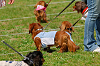 picnic_land_A-0226_thumb.png