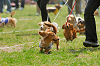 picnic_land_A-0250_thumb.png