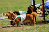 picnic_land_A-0315_thumb.png