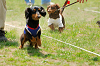 picnic_land_A-0335_thumb.png