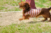 picnic_land_A-0343_thumb.png