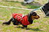 picnic_land_A-0353_thumb.png
