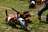 picnic_land_A-0366_thumb.png