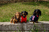 picnic_land_A-0392_thumb.png