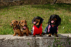 picnic_land_A-0394_thumb.png