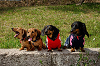 picnic_land_A-0396_thumb.png