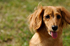 picnic_land_A-0417_thumb.png