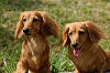 picnic_land_A-0423_thumb.png