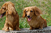 picnic_land_A-0424_thumb.png