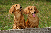 picnic_land_A-0433_thumb.png