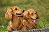 picnic_land_A-0434_thumb.png