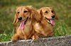 picnic_land_A-0435_thumb.png