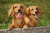 picnic_land_A-0437_thumb.png