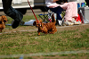 picnic_land_A-0466_thumb.png