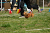 picnic_land_A-0510_thumb.png