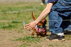 picnic_land_A-0512_thumb.png