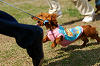 picnic_land_A-0518_thumb.png