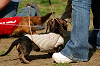 picnic_land_A-0535_thumb.png