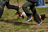 picnic_land_A-0548_thumb.png