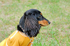 picnic_land_A-0696_thumb.png