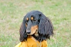 picnic_land_A-0698_thumb.png