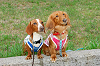 picnic_land_A-0709_thumb.png