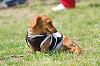 picnic_land_B-0017_thumb.png