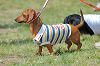 picnic_land_B-0032_thumb.png