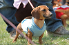 picnic_land_B-0039_thumb.png