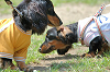 picnic_land_B-0047_thumb.png
