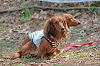 picnic_land_B-0054_thumb.png