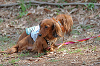 picnic_land_B-0055_thumb.png