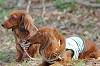 picnic_land_B-0057_thumb.png