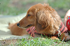 picnic_land_B-0061_thumb.png