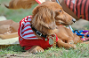 picnic_land_B-0063_thumb.png