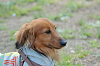 picnic_land_B-0076_thumb.png