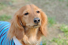 picnic_land_B-0100_thumb.png