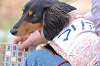picnic_land_B-0105_thumb.png