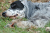 picnic_land_B-0109_thumb.png