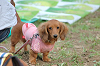 picnic_land_B-0112_thumb.png