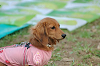 picnic_land_B-0114_thumb.png