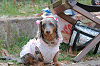 picnic_land_B-0116_thumb.png
