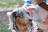 picnic_land_B-0117_thumb.png