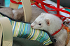 picnic_land_B-0126_thumb.png